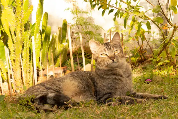 Photo of Common European cat lying in the shade of the garden being partially lit by the sun that contracts its pupils.
