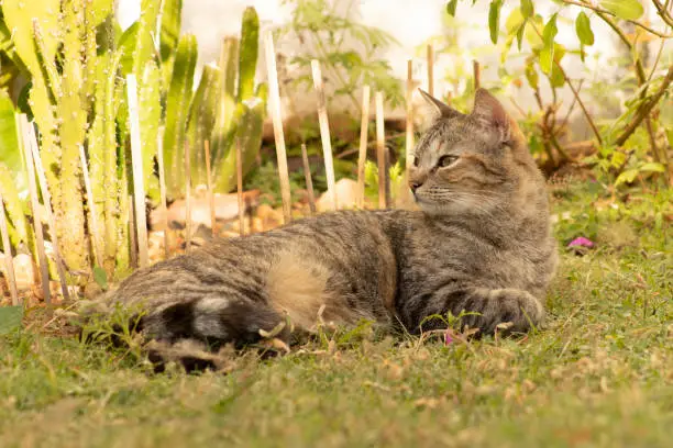 Photo of Cat lying on the grass in the garden watching something that caught his attention. Common European cat also known as Celtic cat. Popular domestic felines.
