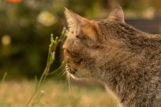 Photo of Cat looking at the nature around him. Domestic cats.