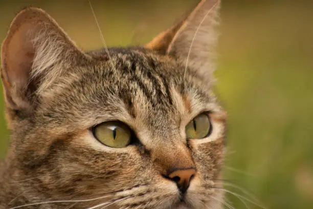 Photo of European cat with stripes. Close-up photograph of the face of the feline that became popular all over the world.