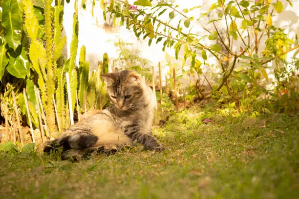 Photo of Beautiful European Shorthaired Cat, lying on the grass watching its body. Popular domestic feline in the garden.