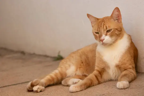 Photo of Cat resting at home. Orange color feline with stripes and white spots.