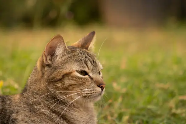 Photo of Portrait European common cat relaxing on the grass. Feline popularized around the world.