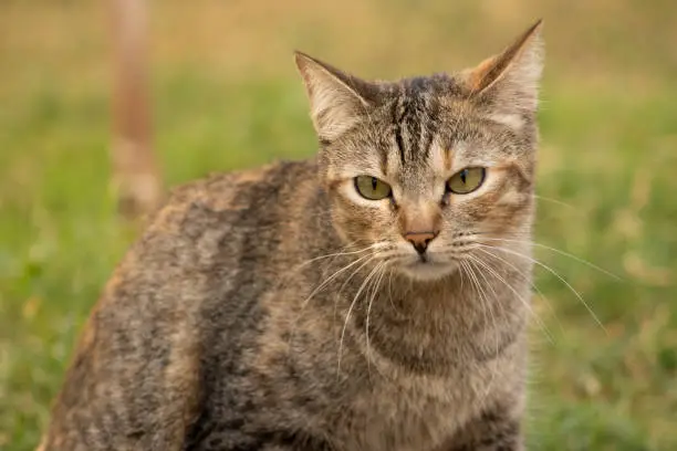 Photo of European common cat noting that aroused curiosity and made him suspicious.