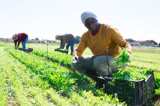 istock African man gardener harvesting fresh arugula 1326499565