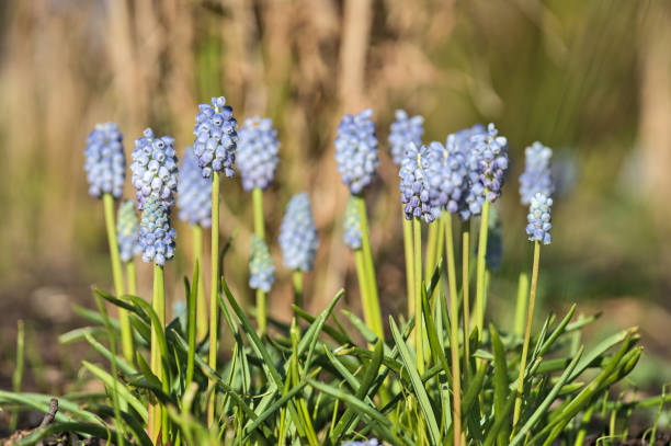 Beautiful bright closeup view of spring tiny light blue muscari (Grape hyacinth) flowers on blurry background, Ballinteer, Dublin, Ireland stock photo