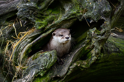 The otter, lutra in the rhizome of the tree in the forest. World Wildlife Day, nature, forest and river conservation, ecology