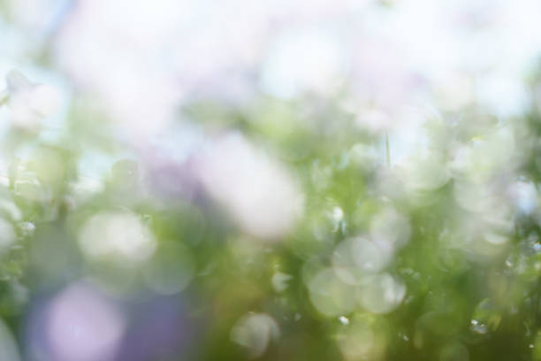 Viola and summer sunshine, blur, background