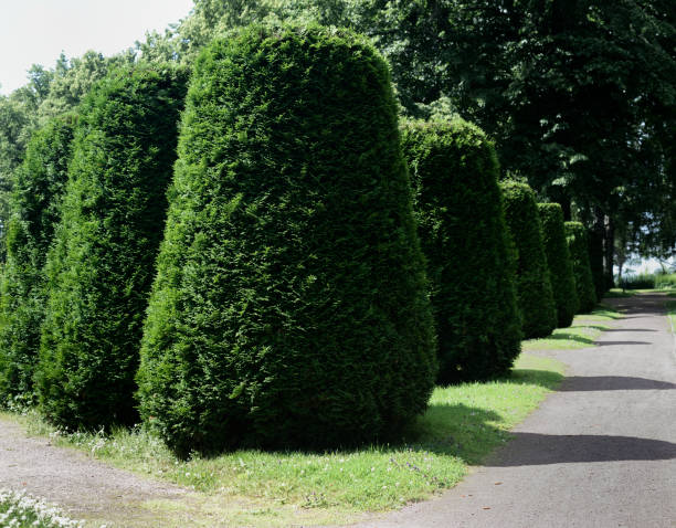 istock geometric shaped thuja trees in traditional garden 1326504365