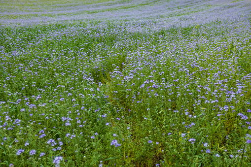 phacelia field in the rural landscape