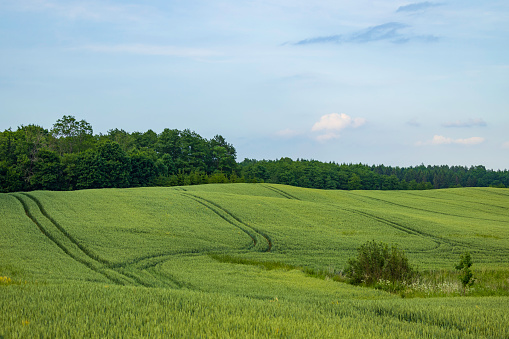 wheat field in the rural landscape
