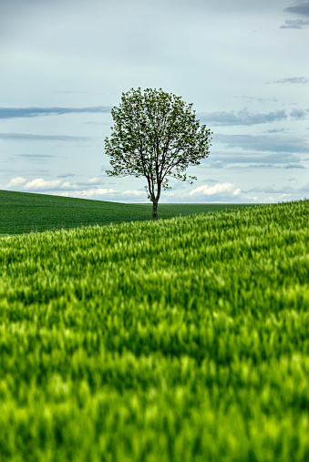 beautiful landscape with agricultural field under the blue sky