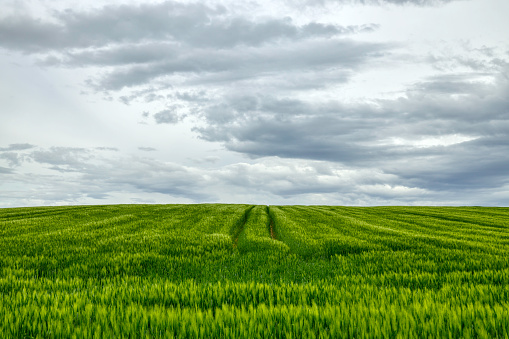 a green field in a rural landscape