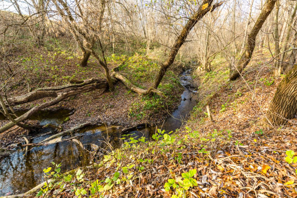 istock stream in the autumn forest. 1326506733