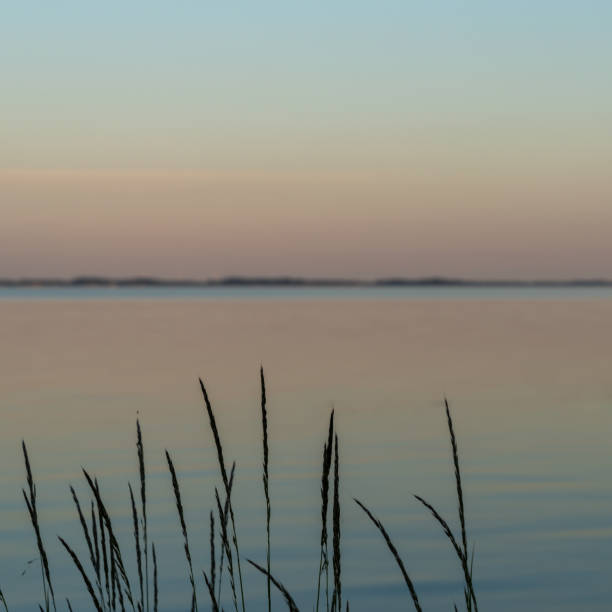 istock calm ocean waters at sunset with marshgrass and reeds in the foreground 1326507041