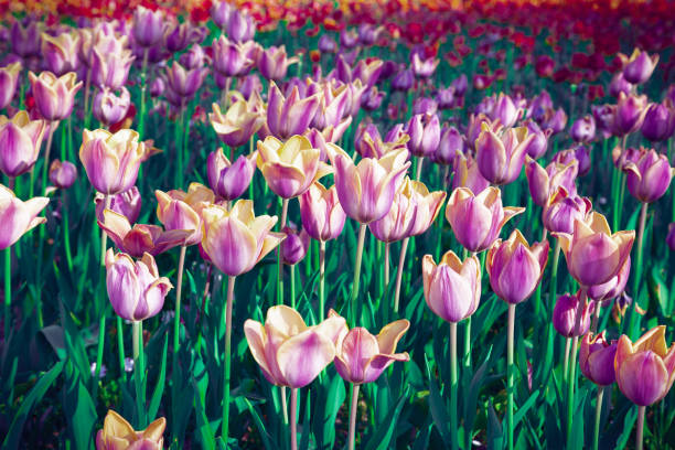 Surreal purple tulip field
