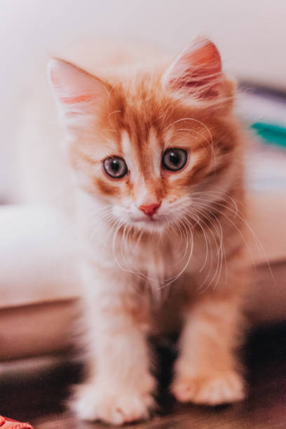 istock Ginger kitten is standing on a table with a bundle of paper, vertically photo 1326507951