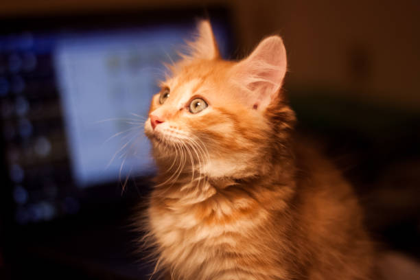 istock Ginger kitten is standing on the table and looks at the lamp on the computer background 1326508300