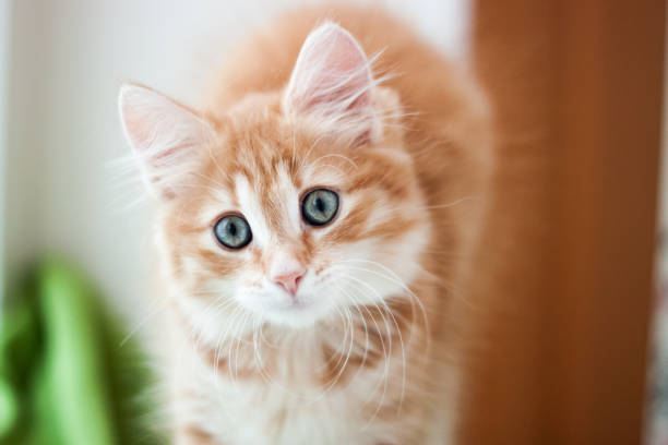 istock Ginger kitten lies on a green plaid, postcard 1326508983