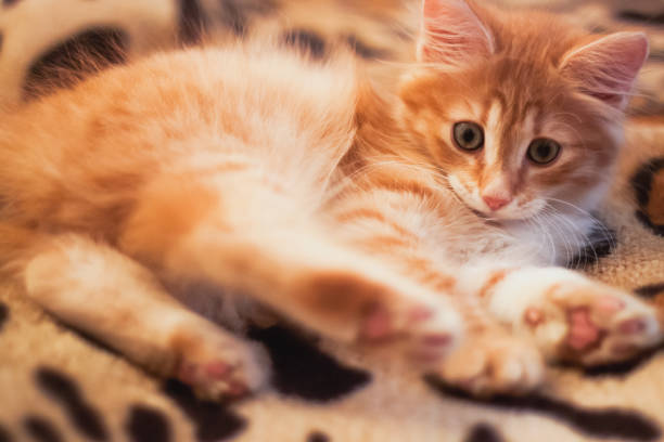 istock Ginger kitten lies on a leopard plaid 1326509053