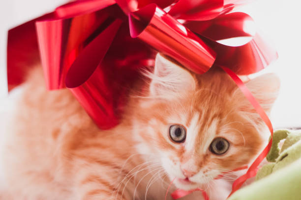 istock Ginger kitten with a red bow on his back close-up 1326509128
