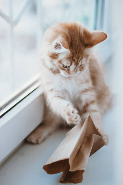 istock Ginger kitten plays with a paper bag on the window 1326509135