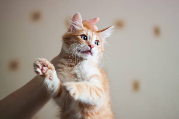 istock A man is holding a ginger kitten by the withers 1326509159