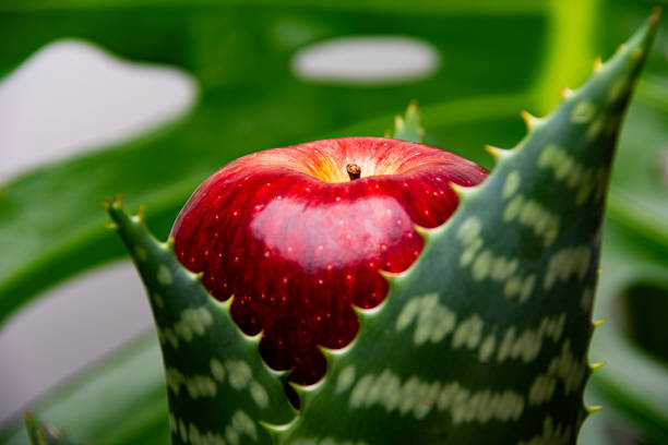 One red Apple trapped on Aloe Vera plant and one leaf of Monstera Deliciosa as background