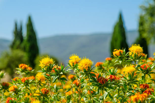 stock x safflower