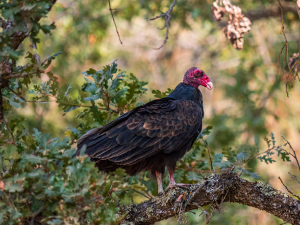istock Turkey Vulture perched on Valley Oak tree branch 1326511457