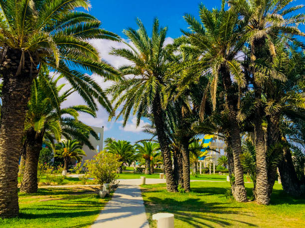 istock Date palms with a blue clear sky in Hammamet Tunisia. 1326512322