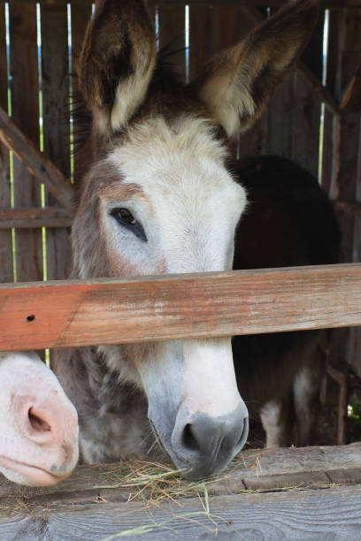 istock donkey in stable farm mammals animal shed 1326513470