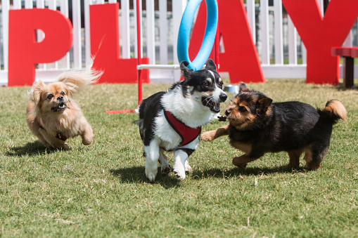Los perros alegremente jugar y correr en el parque para perros photo