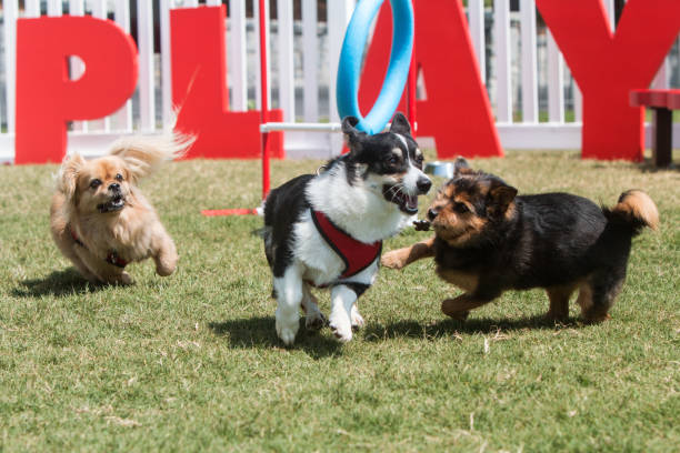 Dogs Joyfully Play And Run In Dog Park Dogs play and run at Atlanta's Piedmont Park dog agility photos stock pictures, royalty-free photos & images