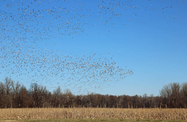 istock Dancing flock of geese 1326514149