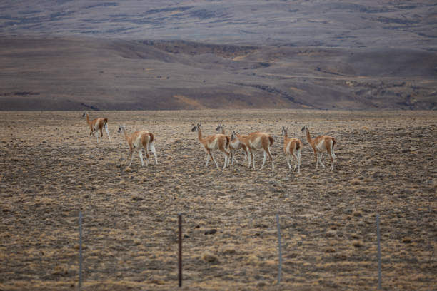 Herd of guanacos living at Patagonia