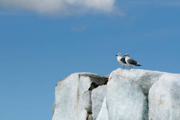 istock Mew Gulls Atop Glacier 1326516422