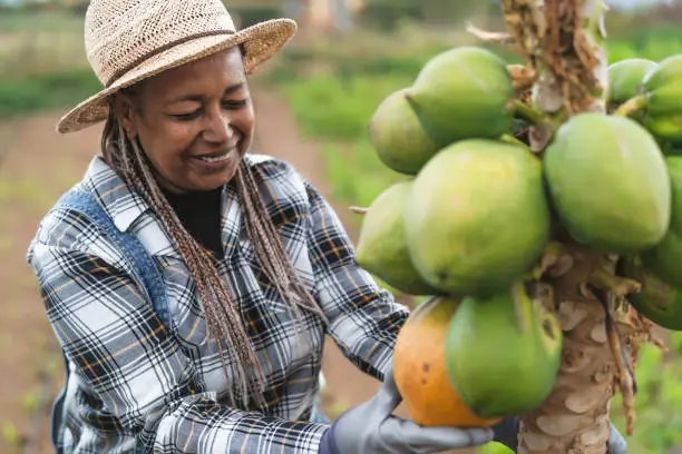 Photo of Senior African farmer working in countryside picking up organic papaya fruits - Farm lifestyle people concept