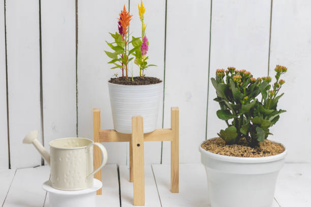 Pots of plants of various sizes and varieties. White wooden background.