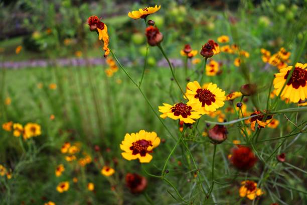 istock Coreopsis basalia is a yellow wildflower that blooms over a long late spring 1326518839