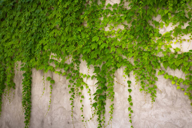 istock Ivy hanging on a concrete wall 1326519643