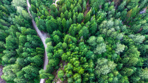 istock Aerial view of a pristine forest 1326520360