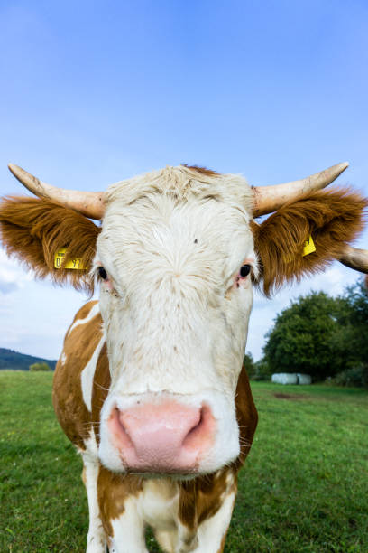 istock face of a curious cow on a green summer meadow 1326521207