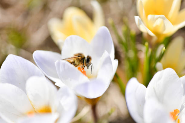 Soft floral background with a bee, field of crocuses, simple natural beauty, honeybee macro photo