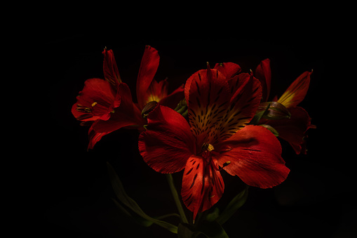 A photograph depicting a majestic beauty of a flower, shot in controlled studio environment.