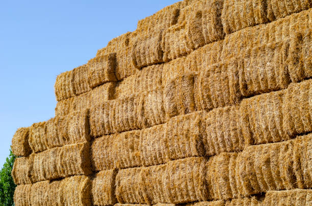 Rectangular stacks of dry hay in an open-air field. Storage of dry herbs for feeding cows and other animals. Yellow straw in rectangular bales.