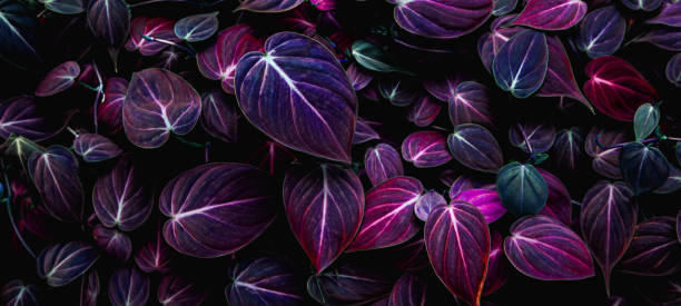 vista della natura ravvicinata dello sfondo delle foglie viola, concetto di natura scura - branch close up dark sullen foto e immagini stock