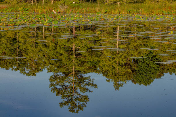 reflexões sobre a água no jardim de lótus - lotus reflection flower single flower - fotografias e filmes do acervo