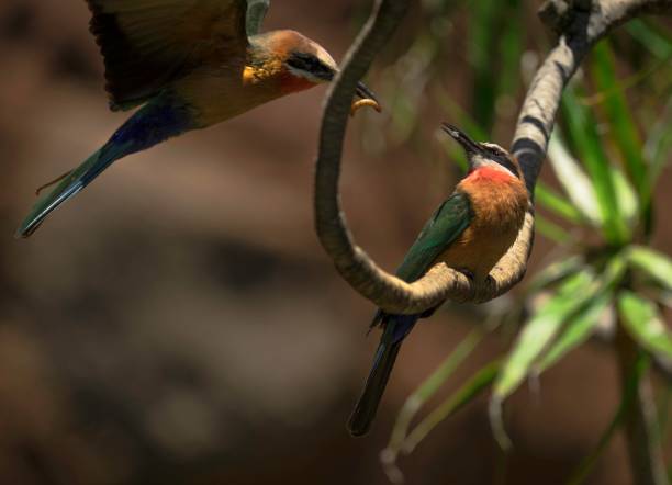 グラブと一緒に飛ぶビーを食べる人 - action alertness animal bird ストックフォトと画像