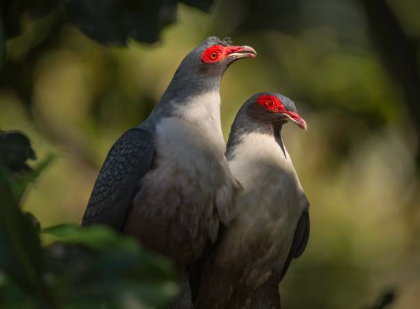 pair red eyed pigeons